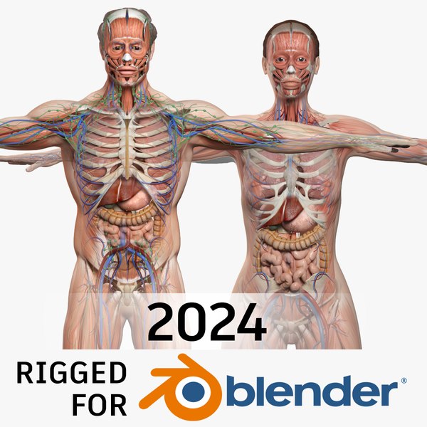 BELNDER RIGGED Complete Male Female Anatomy PACK V7 3D model