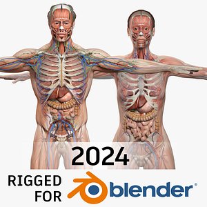 BLENDER RIGGED  Complete Male  Female Anatomy PACK V9 - 2024