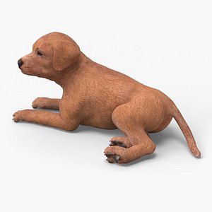Brown Labrador Retriever Puppy Lying Down 3D model