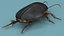 3D model Screech Beetle Black Rigged for Maya