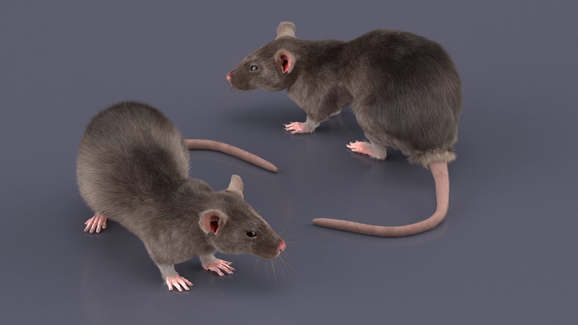 3D Model Long Tailed Rat With Fur - TurboSquid 2262286