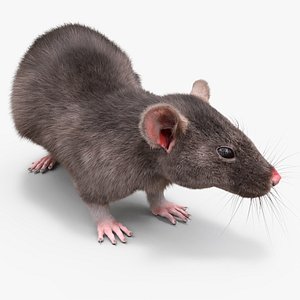 Long Tailed Rat with Fur