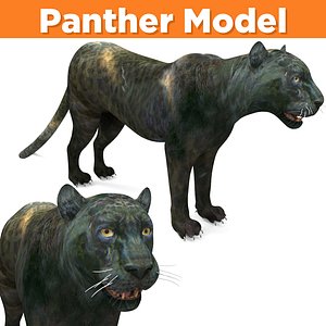 3D realistic panther ready model
