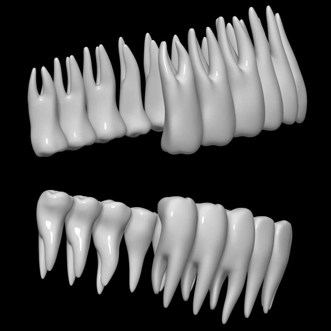 Teeth 3d Model