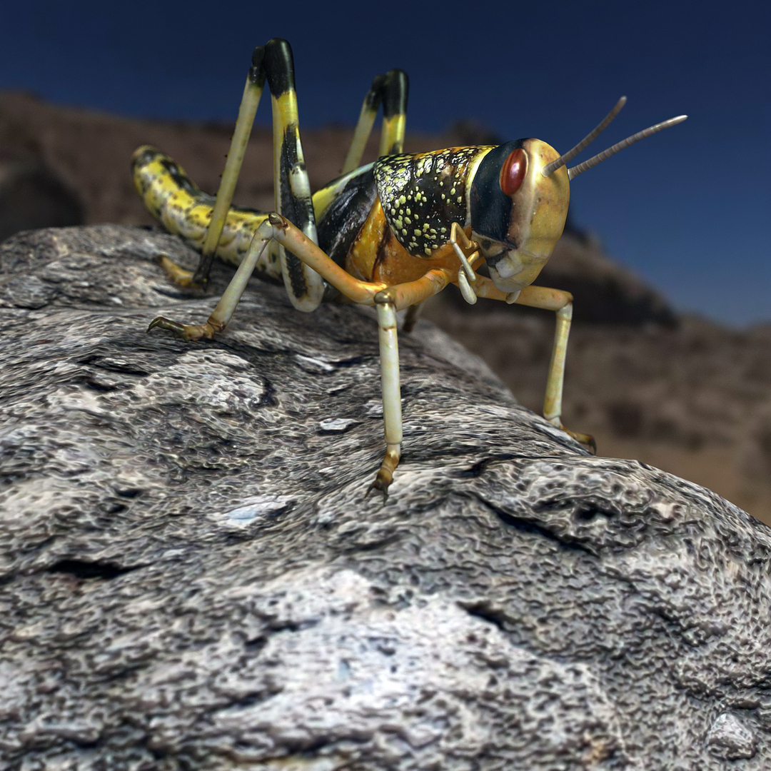 locust 3d model