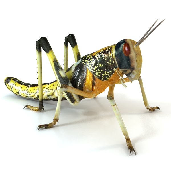 locust 3d model