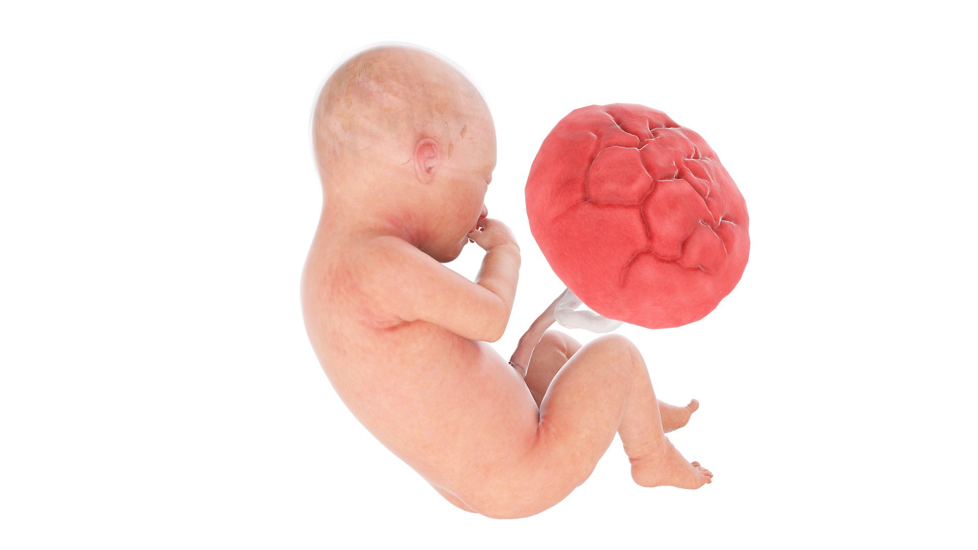 3D Fetus Week 34 Animated https://p.turbosquid.com/ts-thumb/Gz/qEBelk/3Q/fetus_week34f0003/jpg/1633608485/1920x1080/fit_q87/caddb20739b0b55d709f3a5c94f230dc87c303e4/fetus_week34f0003.jpg