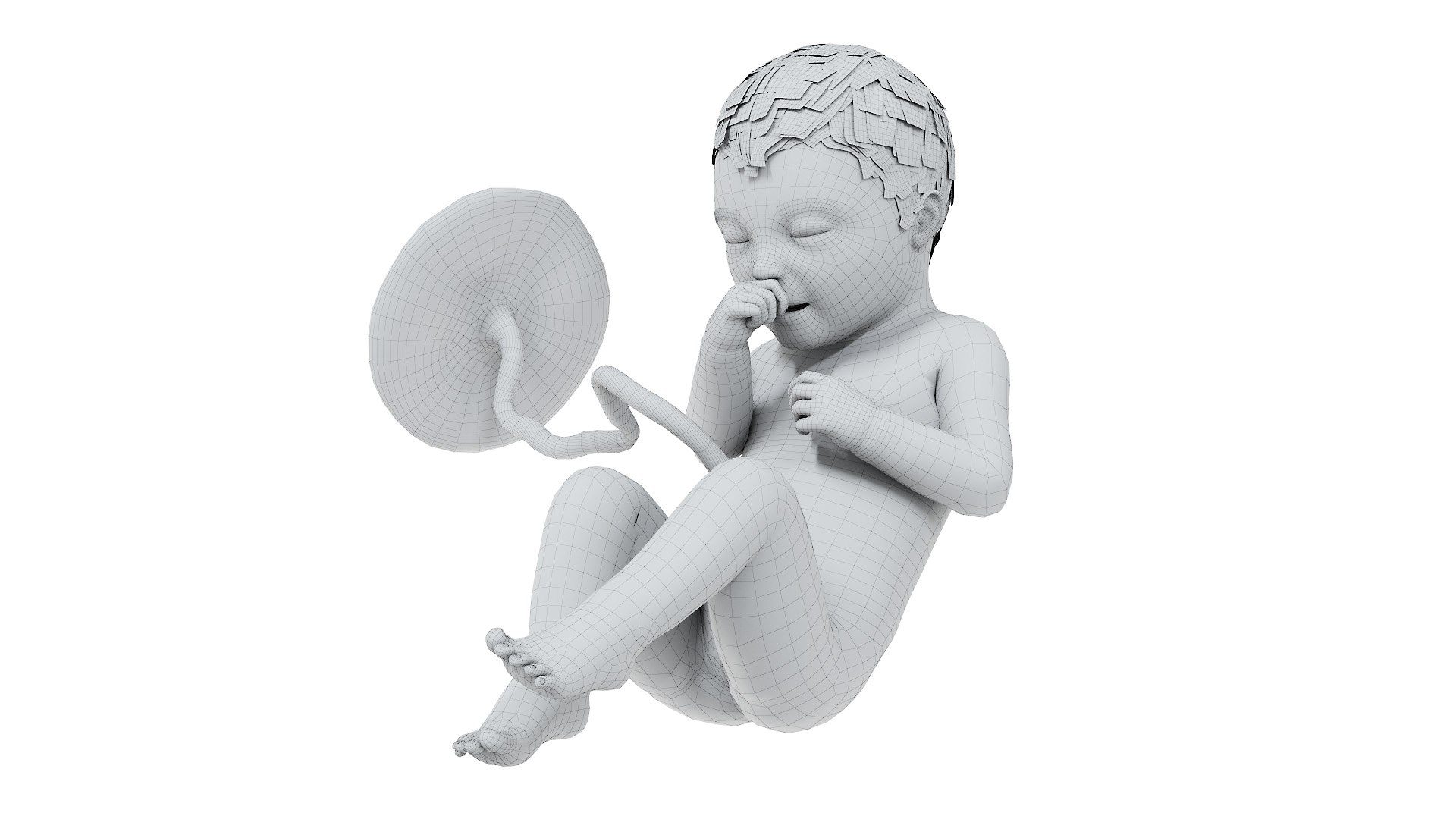 3D Fetus Week 34 Animated https://p.turbosquid.com/ts-thumb/Gz/qEBelk/3f/fetus_week34f_wire0000/jpg/1633608546/1920x1080/fit_q87/86c4b7700a8fd60e69cc7bab9ada0c834511a869/fetus_week34f_wire0000.jpg