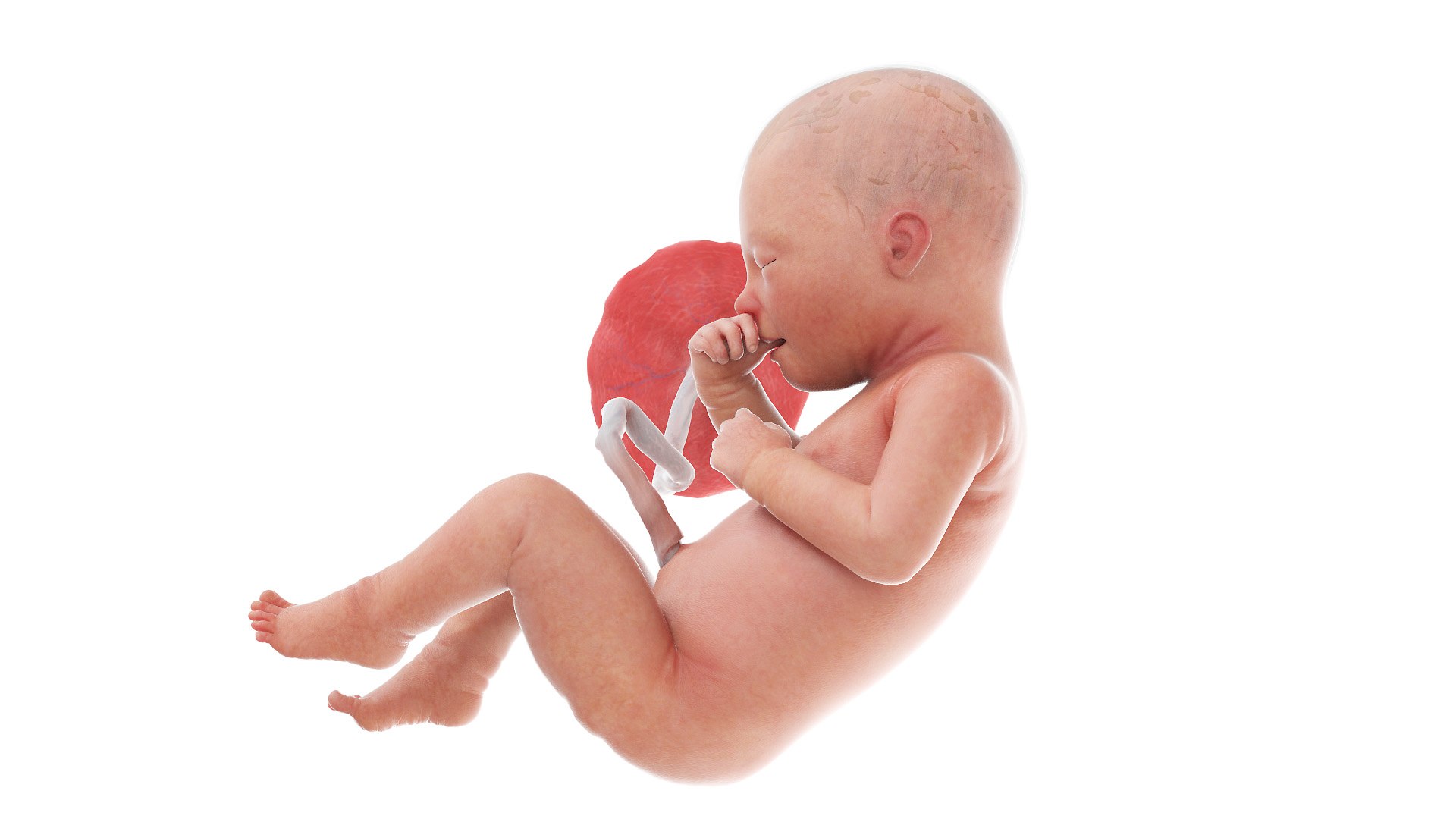 3D Fetus Week 34 Animated https://p.turbosquid.com/ts-thumb/Gz/qEBelk/7Y/fetus_week34f0001/jpg/1633608485/1920x1080/fit_q87/6bea44620bd5c7282400791c0a4c49885dda9cfb/fetus_week34f0001.jpg