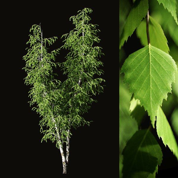 3D Birch v04 12m model TurboSquid 1792540