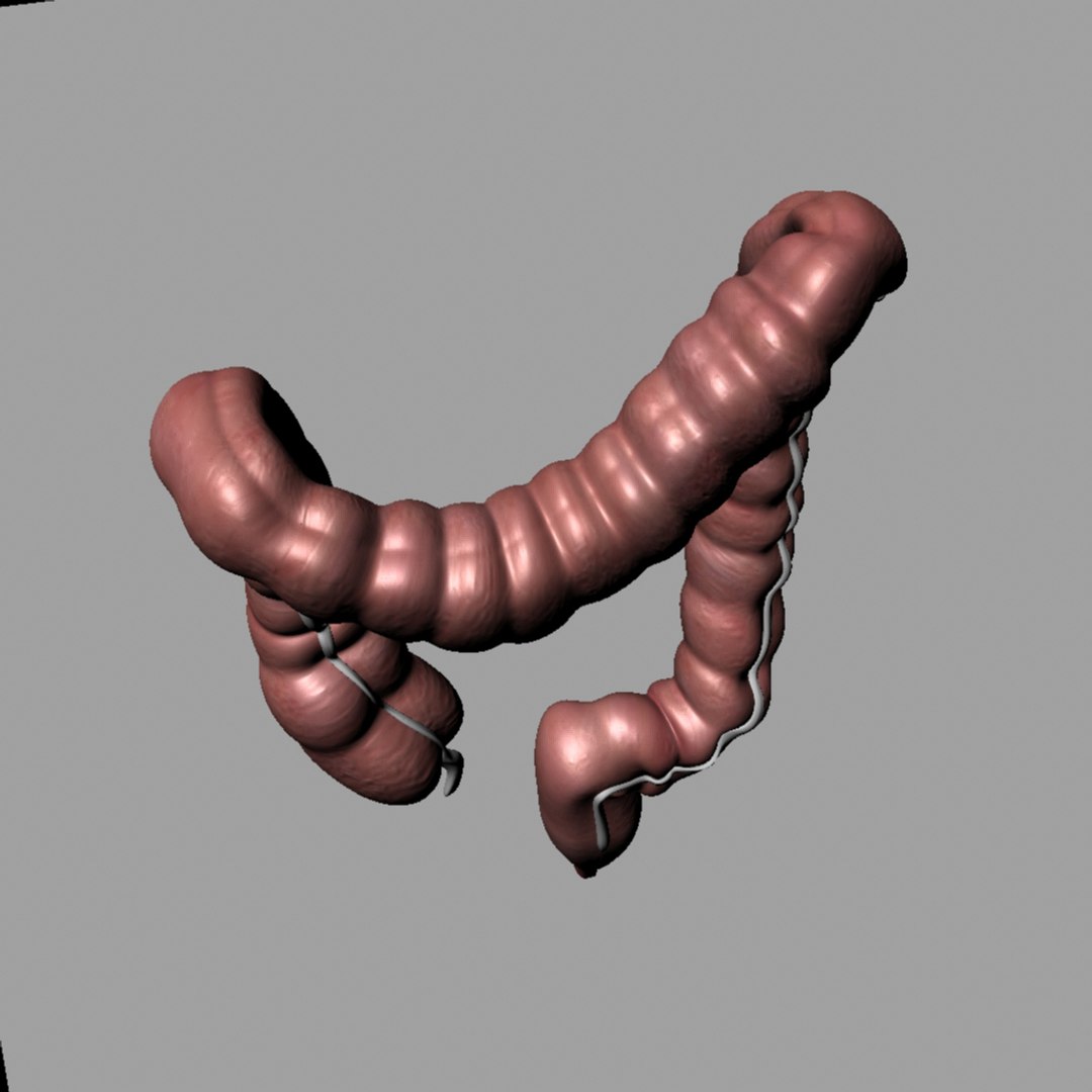 3d Model Bowel
