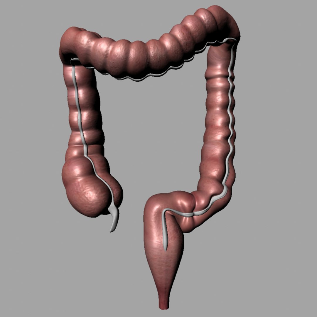 3d Model Bowel