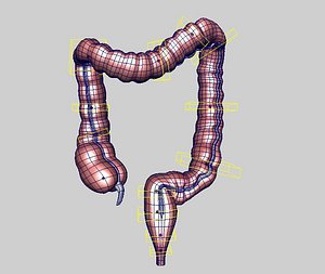 digestive system rigged