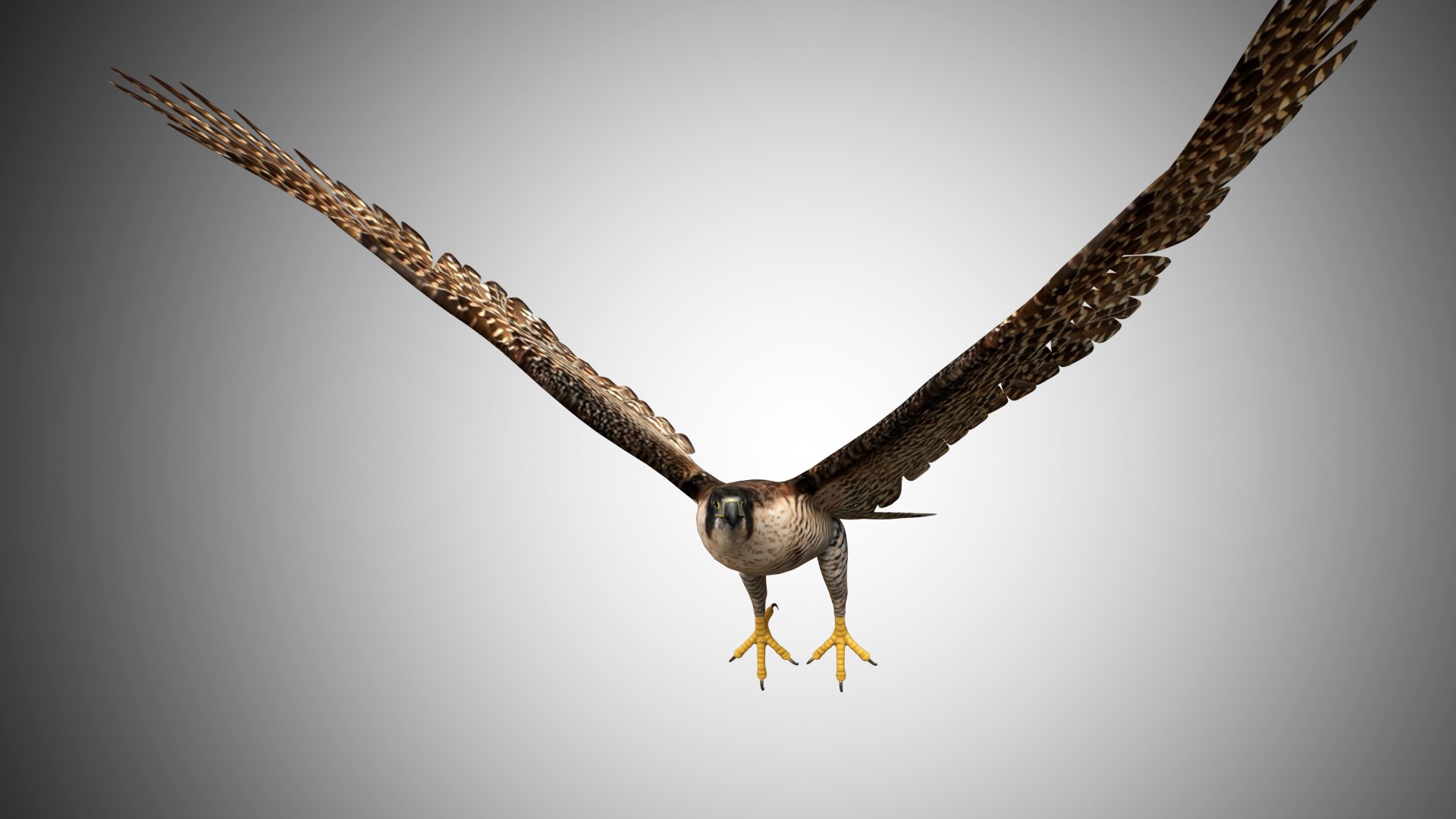 3D rigged realistic https://p.turbosquid.com/ts-thumb/H0/2rpGYF/hXzpzijv/falcon_fly05/jpg/1598220226/1920x1080/fit_q87/08a6dc7488bc41e807bd7a003ec6692cde20d5ee/falcon_fly05.jpg