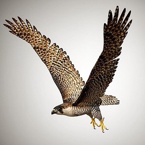 Falcon