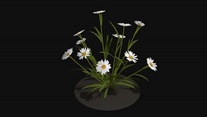 3D Camomile field grass chamomile garden R2 model