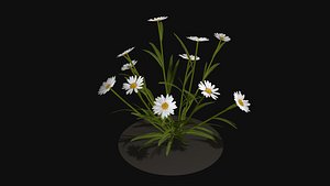 Camomile field grass chamomile garden R2