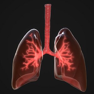 human lungs 3D model
