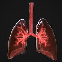 Human Lungs