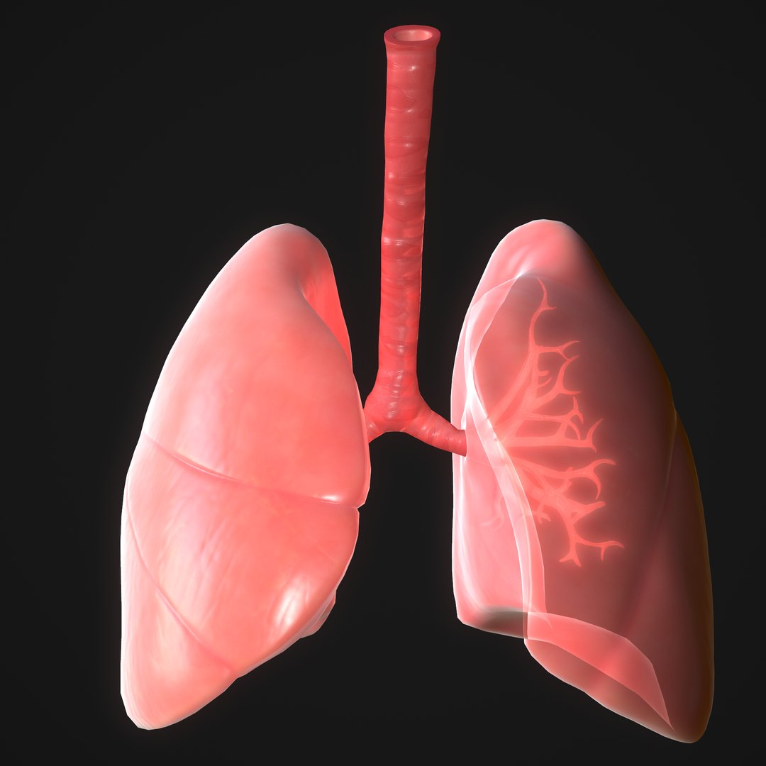 Human Lungs 3D Model - TurboSquid 1647217