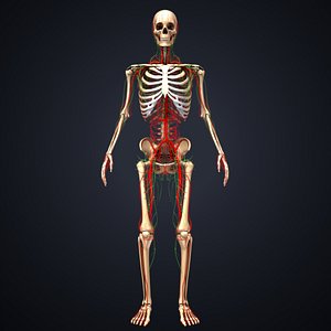 skeleton arteries lymph nodes 3D