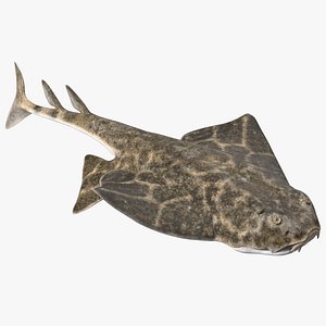 Angel Shark Swimming Pose