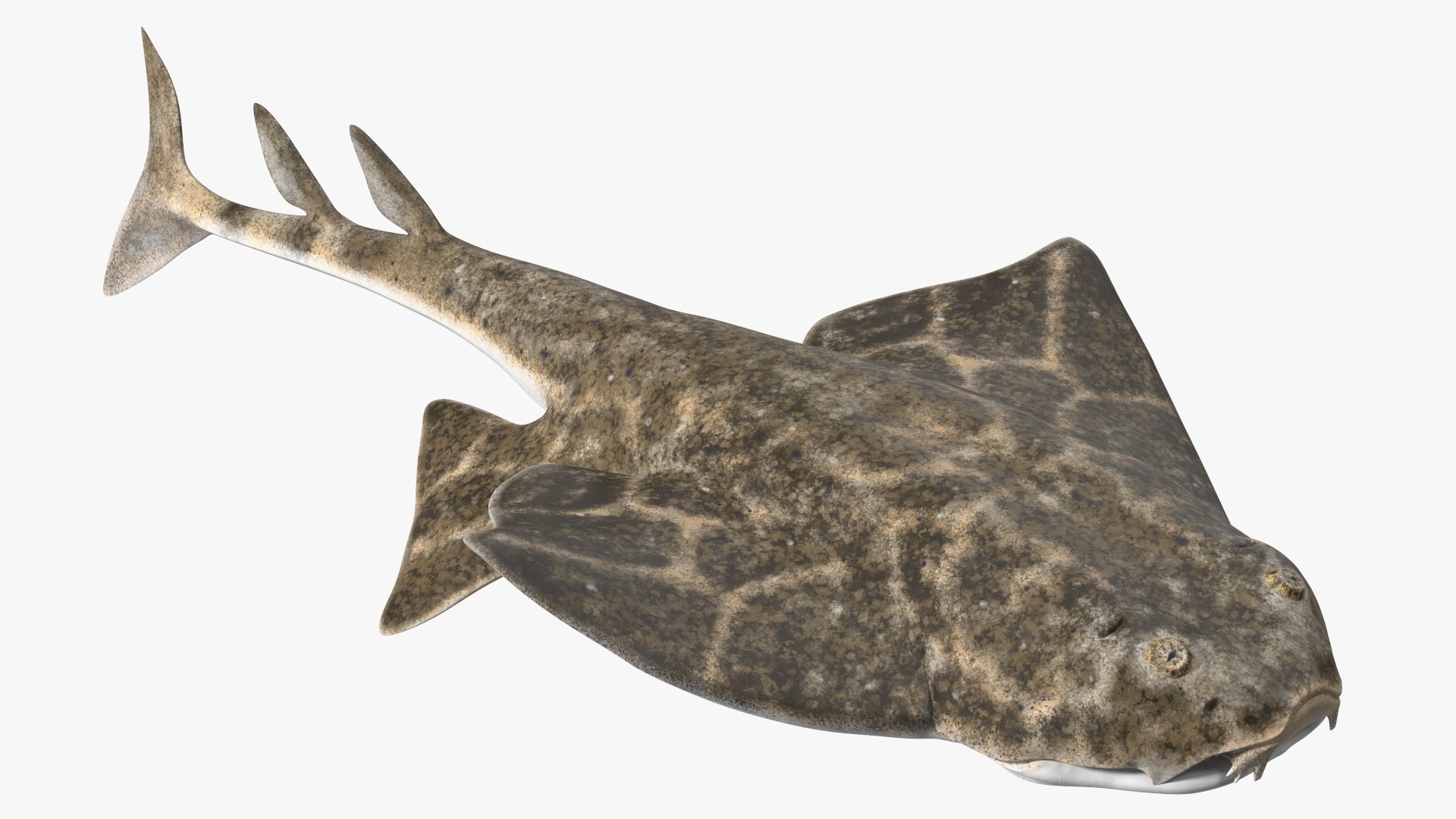 Angel Shark Swimming Pose 3D model preview