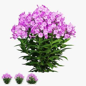 Phlox paniculata larissa set 03 3D model