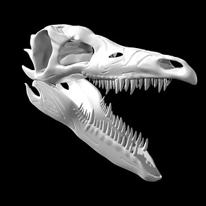 3D Stegosaurus skull