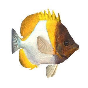 Pyramid Butterflyfish model