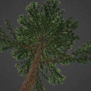 2021 PBR Japanese Cedar Collection - Cryptomeria Japonica 3D model