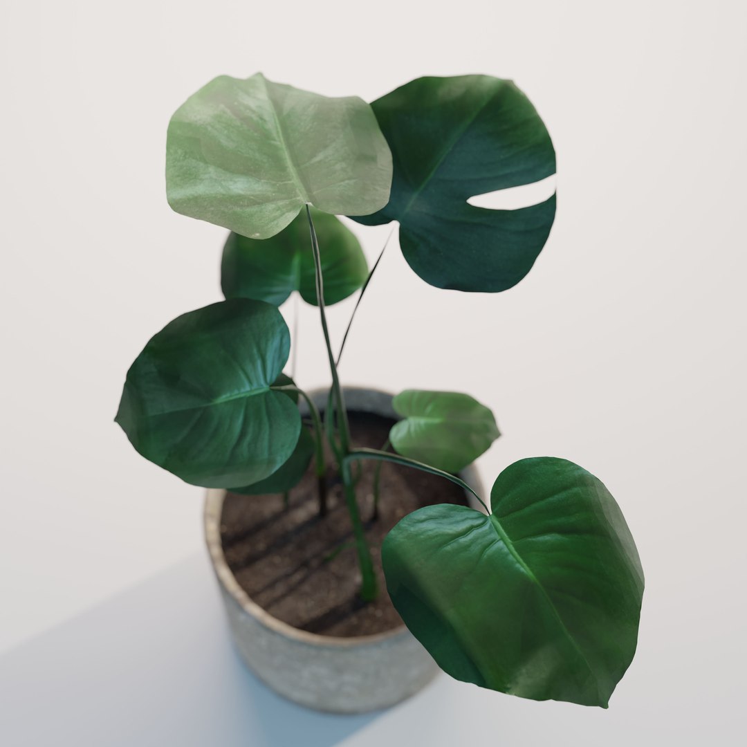 green natural 3D model https://p.turbosquid.com/ts-thumb/H0/jHGjhS/2hnmK0x8/monstera_small_lp_03/jpg/1602954848/1920x1080/fit_q87/1453952722fb783e49680af00b061df70e196ac8/monstera_small_lp_03.jpg