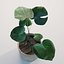 Monstera House Palnt Low Poly