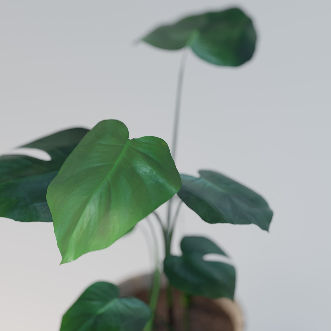 green natural 3D model https://p.turbosquid.com/ts-thumb/H0/jHGjhS/6pwtTJ12/monstera_small_lp_02/jpg/1602954848/1920x1080/fit_q87/dfefaf228f303a5b053be5933078ee0356974f5c/monstera_small_lp_02.jpg