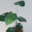 Monstera House Palnt Low Poly