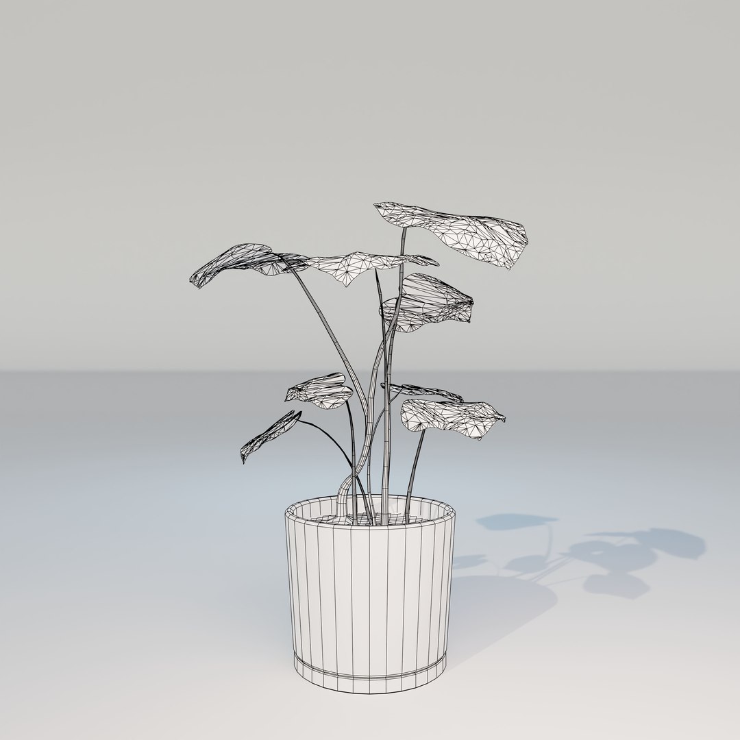 green natural 3D model https://p.turbosquid.com/ts-thumb/H0/jHGjhS/IP629bJp/monstera_small_lp_07/jpg/1602954850/1920x1080/fit_q87/107157410b6818da8501bb73317323f4b32e32de/monstera_small_lp_07.jpg