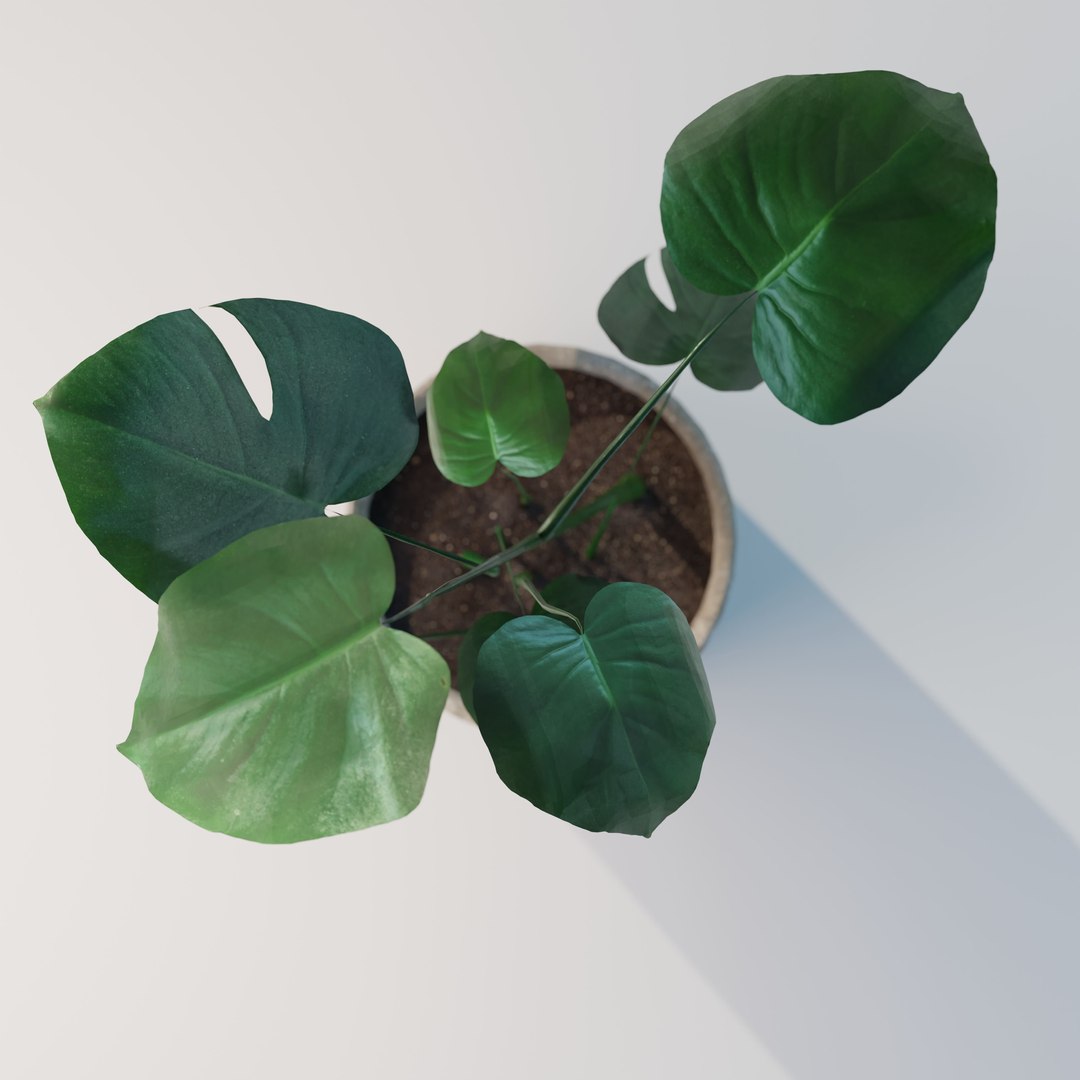 green natural 3D model https://p.turbosquid.com/ts-thumb/H0/jHGjhS/Xp10M2Cm/monstera_small_lp_04/jpg/1602954849/1920x1080/fit_q87/5f78664e4ad59f612eeef2a83e8d7894040e6043/monstera_small_lp_04.jpg