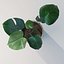 Monstera House Palnt Low Poly