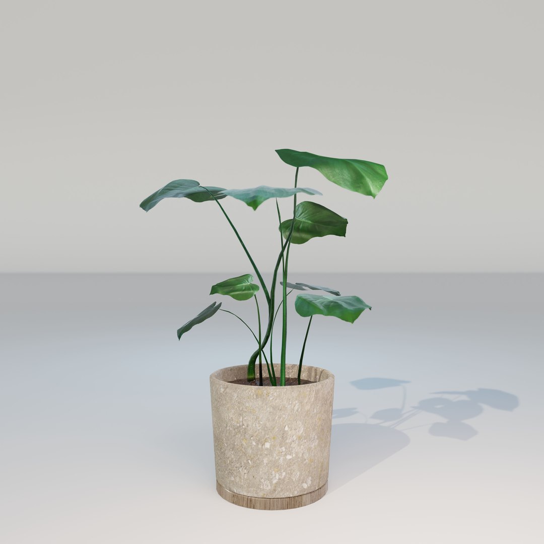 green natural 3D model https://p.turbosquid.com/ts-thumb/H0/jHGjhS/buJ4jxfk/monstera_small_lp_05/jpg/1602954849/1920x1080/fit_q87/5a21a60e5071650a3fae4209b91c769ff2043416/monstera_small_lp_05.jpg