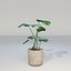 Monstera House Palnt Low Poly