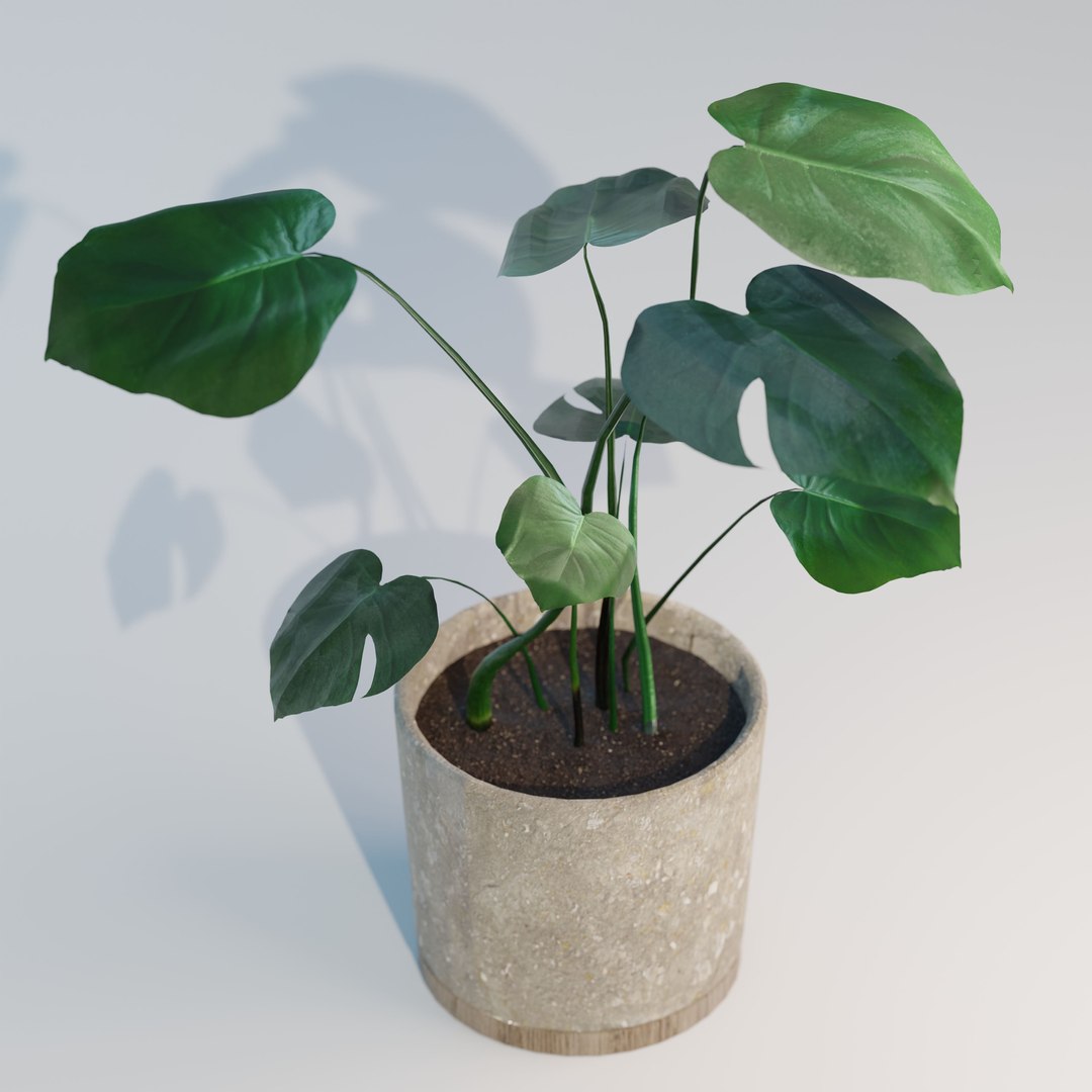 green natural 3D model https://p.turbosquid.com/ts-thumb/H0/jHGjhS/tJLkJecp/monstera_small_lp_01/jpg/1602954849/1920x1080/fit_q87/a437861ce22e119b8b58dc26b08caf997e1addcb/monstera_small_lp_01.jpg