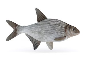 realistic bream fish 3D