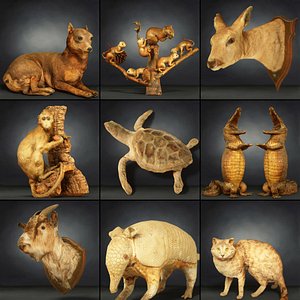 9 Animals Collection