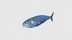Low Poly Mackerel Rigged With Realistic Texture 3D