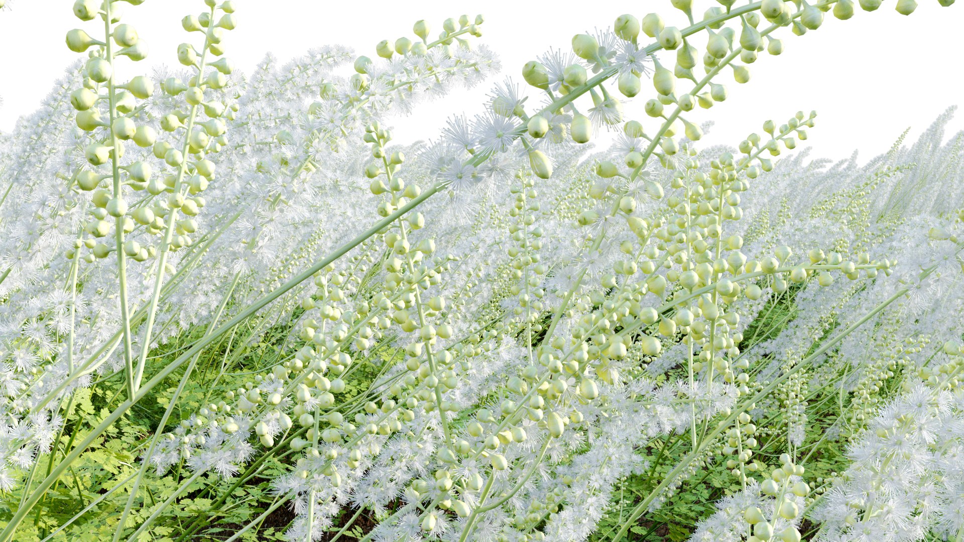 3D Actaea Matsumurae - White Pearl - TurboSquid 1968175