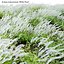 3D Actaea matsumurae - White Pearl