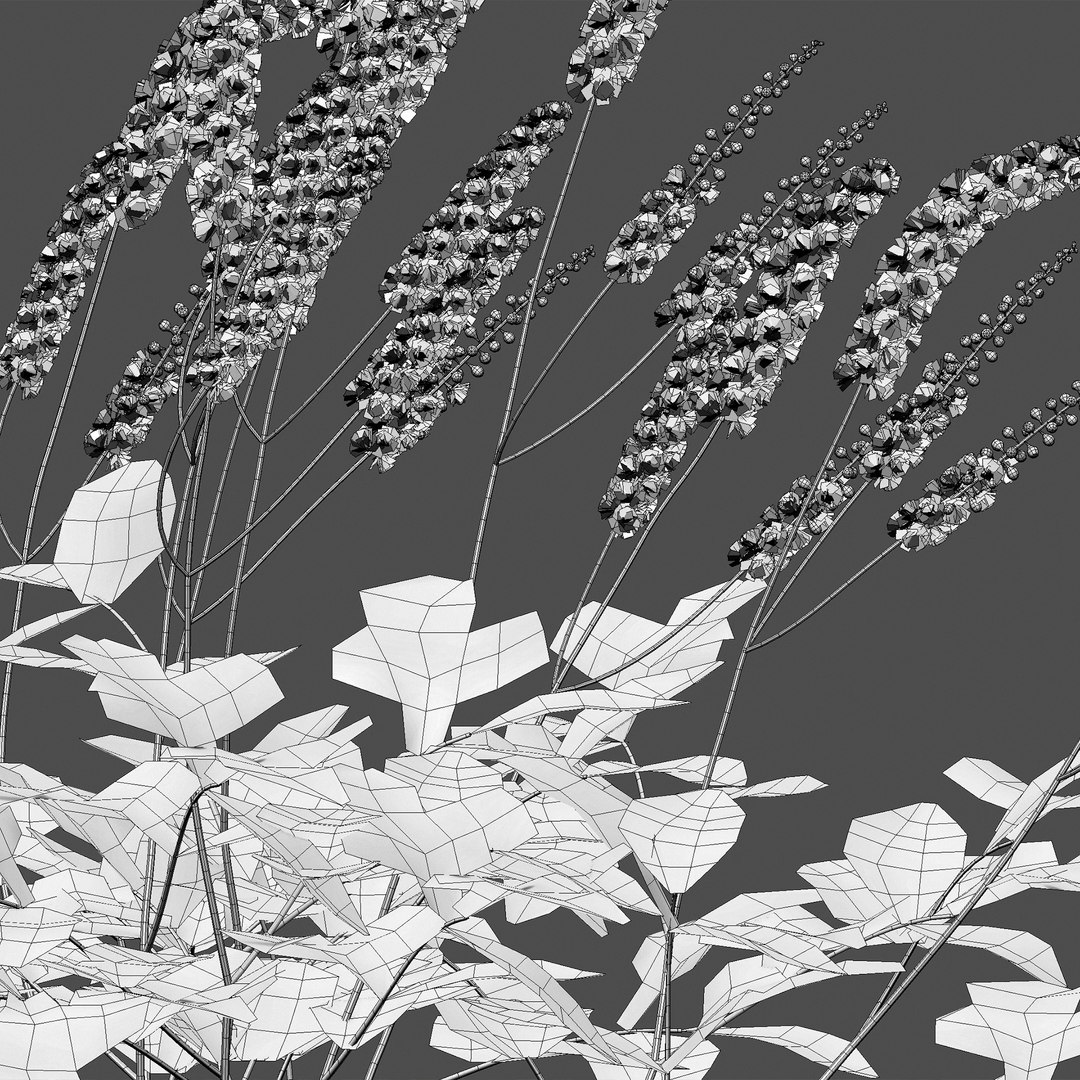3D Actaea Matsumurae - White Pearl - TurboSquid 1968175
