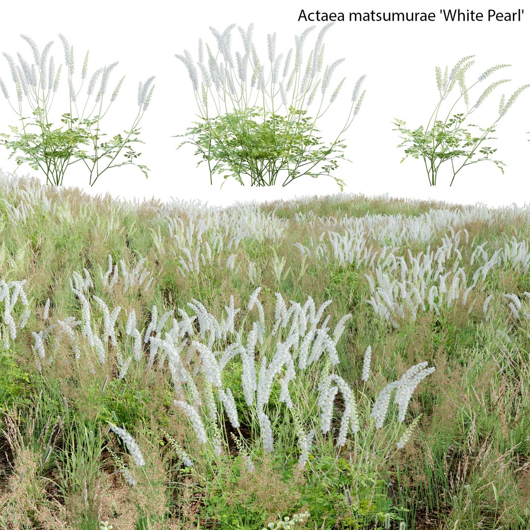 3D Actaea matsumurae - White Pearl https://p.turbosquid.com/ts-thumb/H0/yBCmlQ/vR/3dtree_actaeamatsumurae_v1_01/jpg/1664945656/1920x1080/fit_q87/219f0a11a360e10229db2e43042419f8f321be84/3dtree_actaeamatsumurae_v1_01.jpg