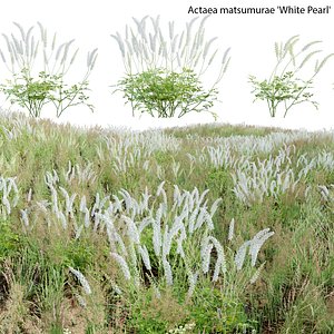 Actaea matsumurae - White Pearl