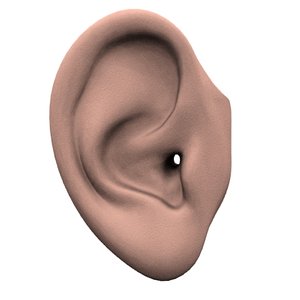 3dsmax human ear